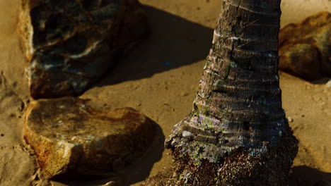 primer plano de un tronco de palmera en la playa de arena del caribe