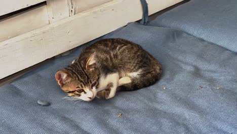 Little-cat-relaxing-on-blue,-garden-couch-in-Greece