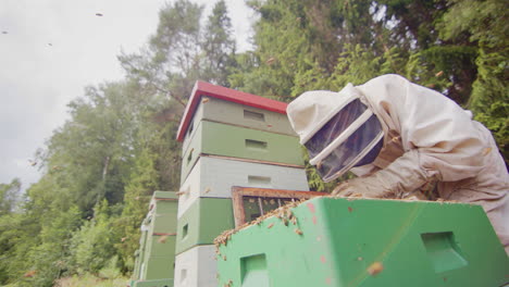 closeup slomo of beekeeper in bee suit tending to hives with bees buzzing around