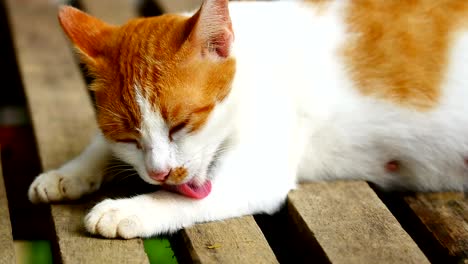 baby cat licking paws and fur to cleanning.