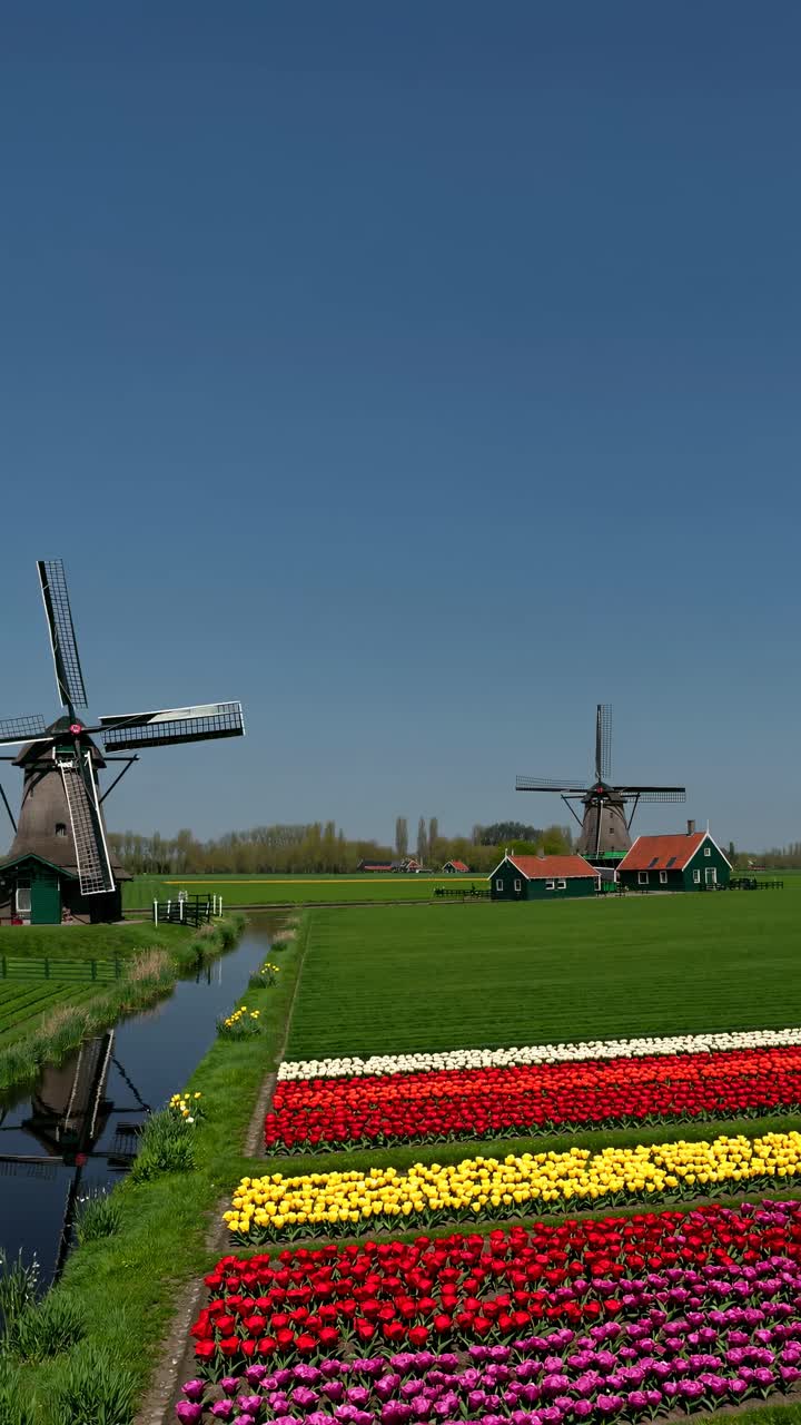 Vista aérea en vídeo de campos de tulipanes llenos de color con molinos tradicionales al fondo