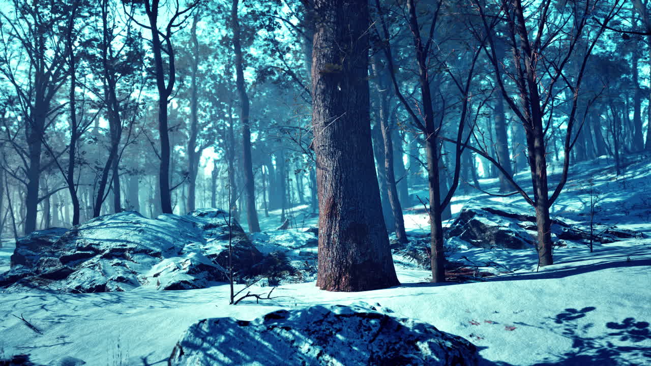 Winter forest in the mountains