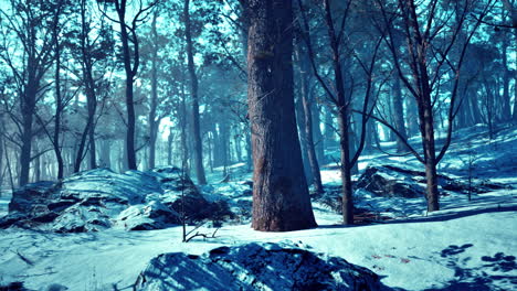 Winter-forest-in-the-mountains