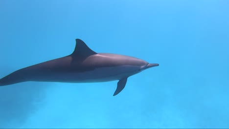 dolphin splits from pod to swim past solo