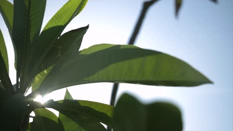 Schön-Natur-Pflanze-Fett-Blätter-Blatt-Grün-Garten-Luxus-Luxuriös-Sommer-Frühling-Fauna