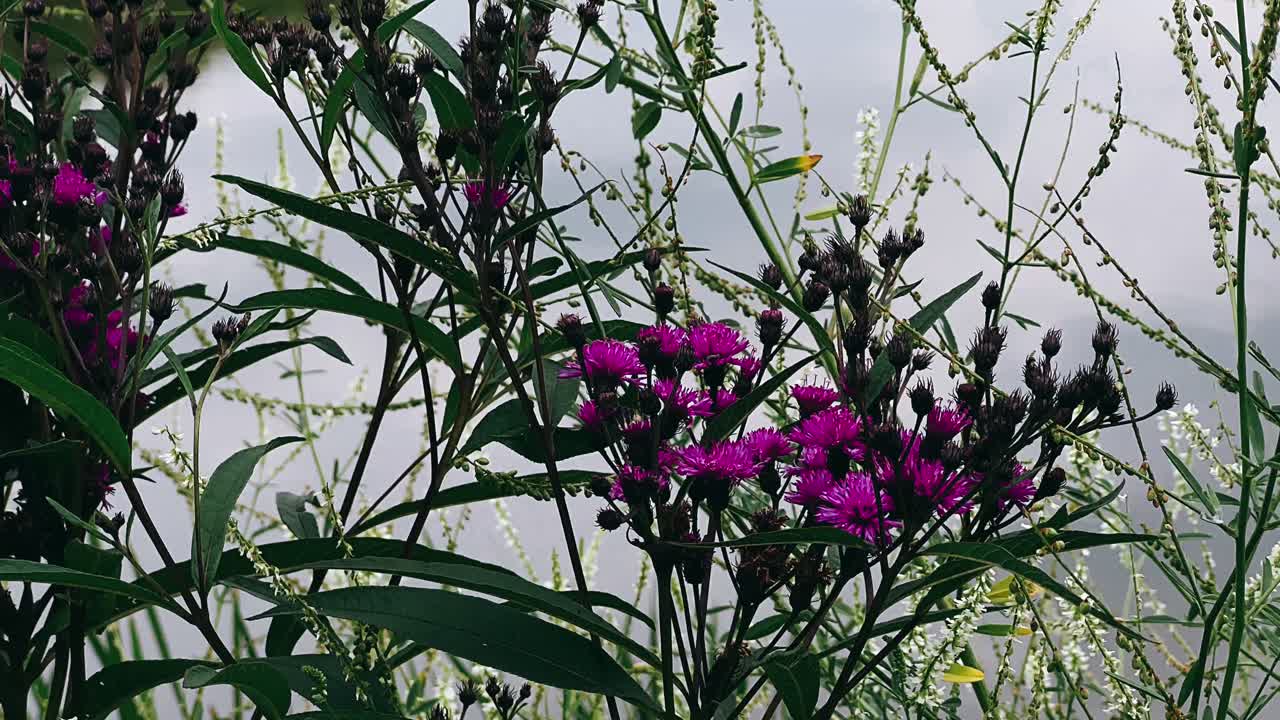 에 있는 보라색 꽃