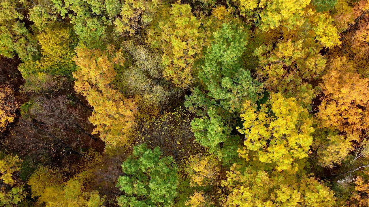 Amazing view of colorful tree tops of woods. Autumn nature background from above. Beautiful scenery of fall forest. Circling shot.
