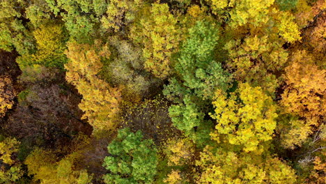 amazing view of colorful tree tops of woods. autumn nature background from above. beautiful scenery of fall forest. circling shot.