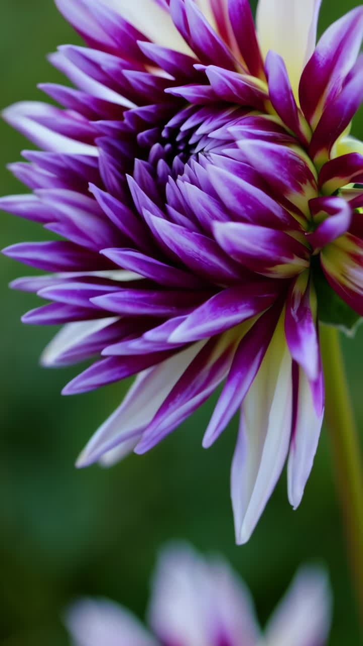 Close-up of a beautiful purple and white dahlia