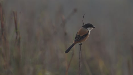 long-tailed shrike - rufous-backed shrike - lanius schach