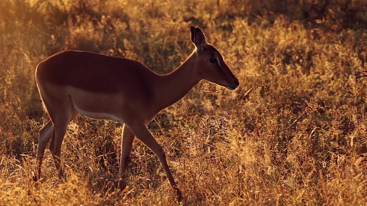 Panoramique avec une antilope impala : savane à l'heure dorée avec un reflet d'objectif spectaculaire