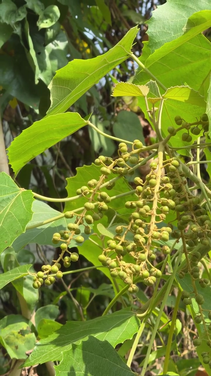 Primo piano di uva verde acerba che cresce sulla vite