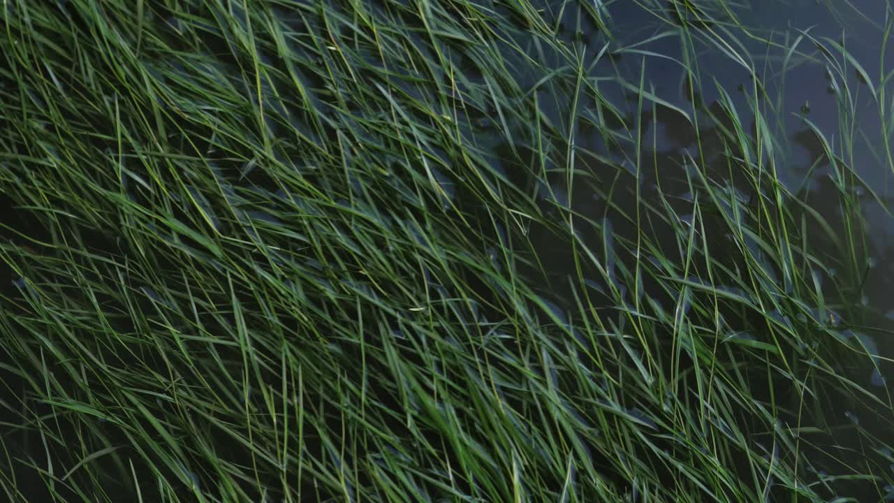 tiro estático con hierba de agua verde fresca