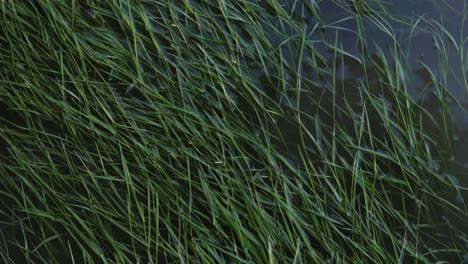 static shot with fresh green water grass