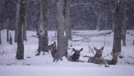 Elchhirsche-Und-Herde-überleben-Den-Kalten-Winter-In-Filmischer-Zeitlupe