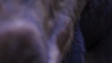 close-up of a moose