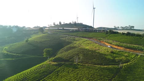 vast tea hills under the bright morning sunlight in Da Lat - Vietnam | Next to a vast wind farm