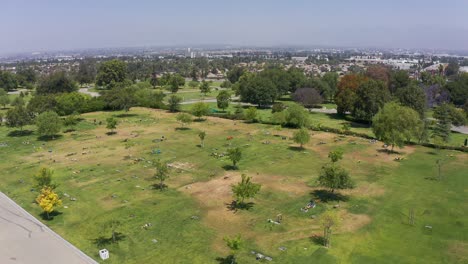 Wide-aerial-descending-shot-of-a-burial-lawn-with-flowered-grave-sites-at-a-mortuary-in-California