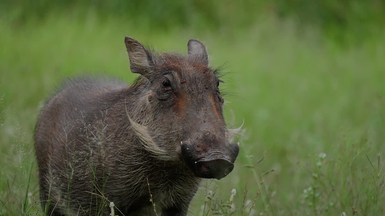 Facocero nel suo habitat naturale
