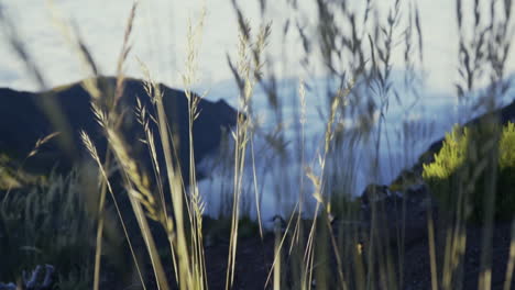 Rack-focus-from-tall-grass-swaying-in-wind-to-ocean-of-clouds-in-valley-below