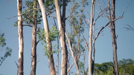 camera smoothly gliding through a grove of eucalyptus trees, capturing the serene beauty of the forest