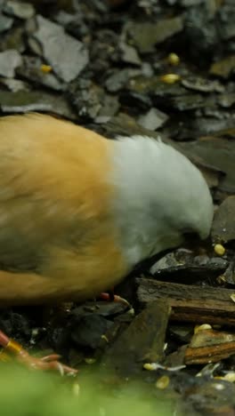 beautiful birds guldova amadina