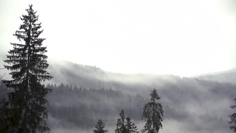 Timelaps-De-Niebla-En-El-Bosque