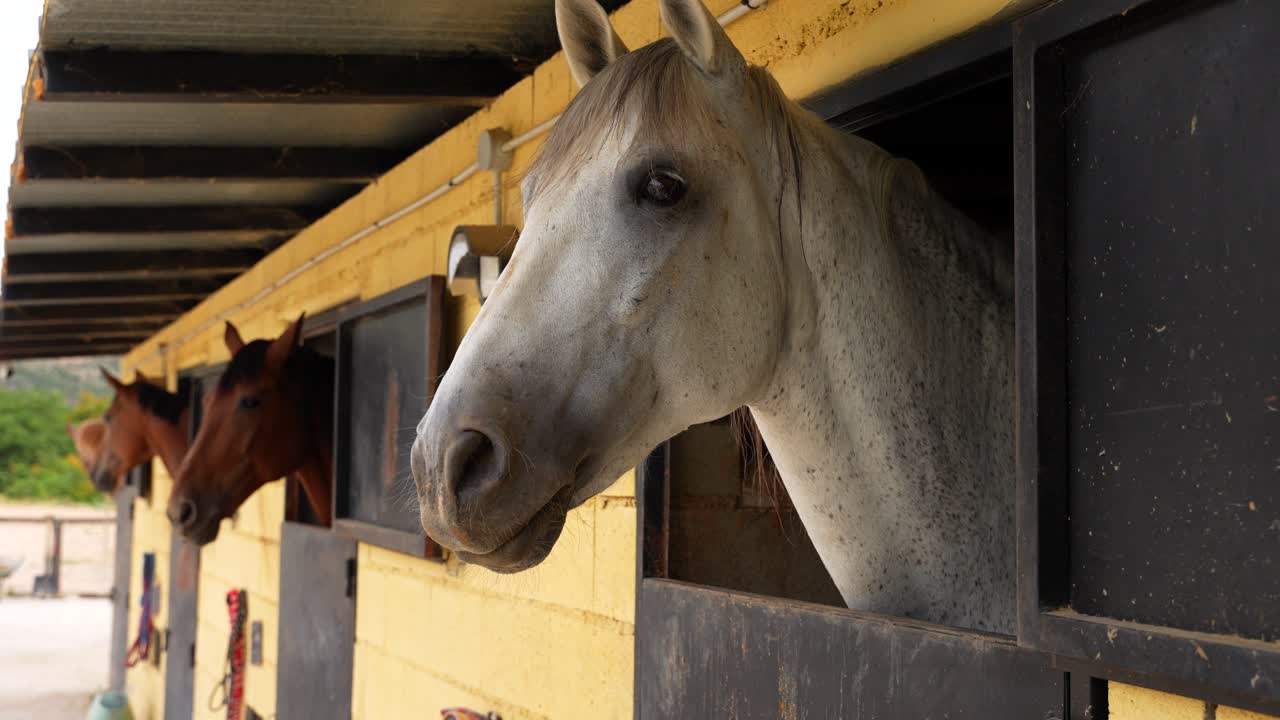 Close-up of multiple horses in stables with heads extended through openings