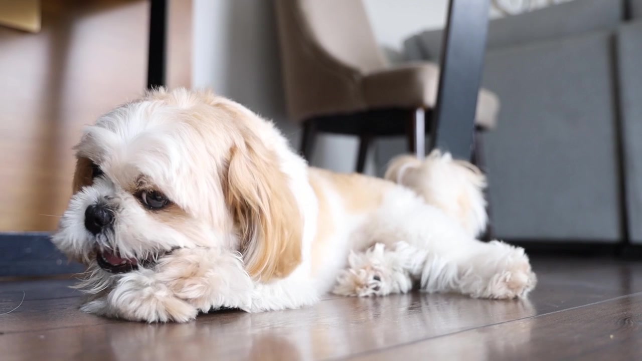 Lille Shih Tzu hund, der tygger på en godbid på gulvet.