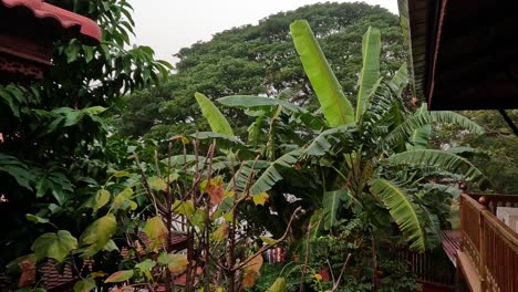 banana tree in lush ayutthaya garden