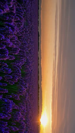 el campo de lavanda al atardecer