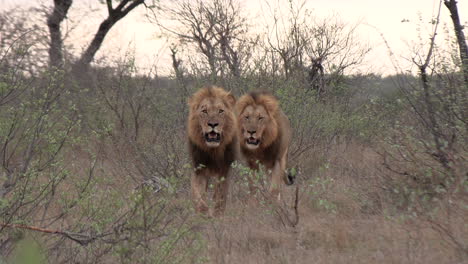 Zwei-Große-Männliche-Löwen-Bewegen-Sich-Gemeinsam-Selbstbewusst-Durch-Die-Afrikanische-Wildnis