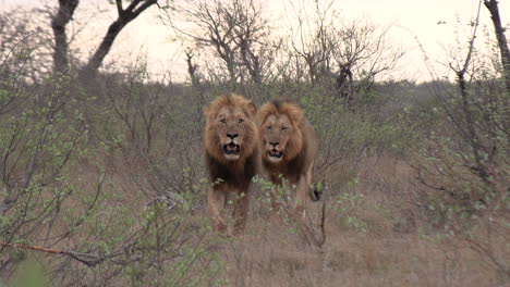 two large male lions moving confidently through the african wilderness together