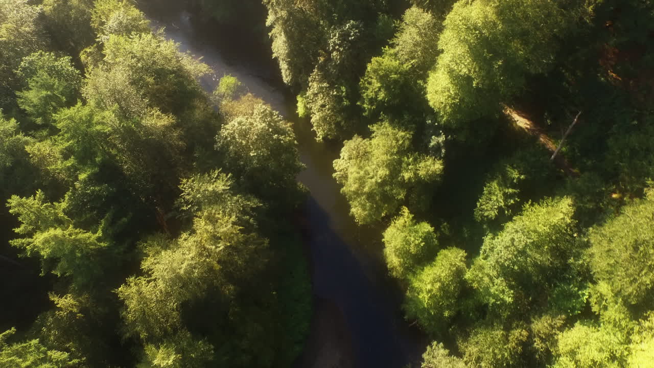 Drone dall'alto che segue un torrente tortuoso attraverso la chioma di una foresta illuminata dal sole