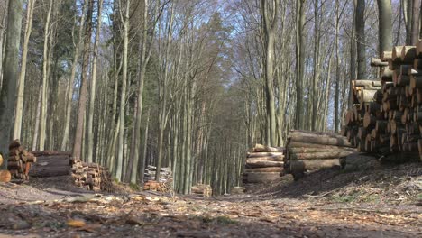 pilas de troncos de árboles cortados en el bosque