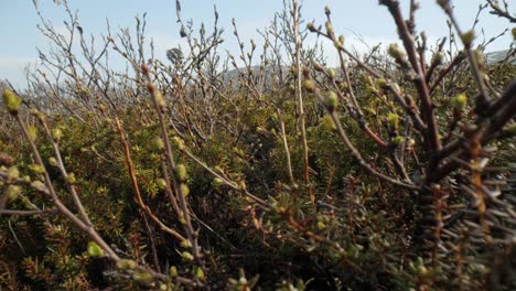 tundra ártica. betula nana, el abedul enano, es una especie de abedul de la familia de las betuláceas, que se encuentra principalmente en la tundra de la región ártica.