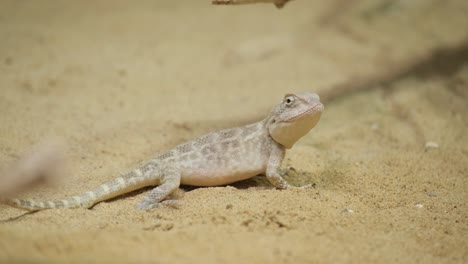 lizard on sand