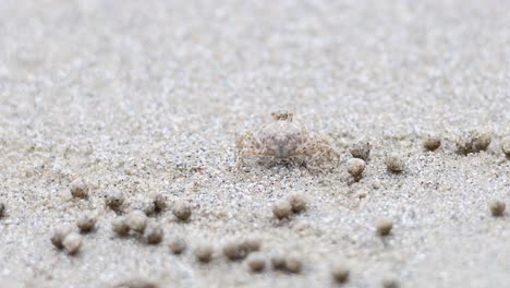 ghost crab moving and shaping sand balls