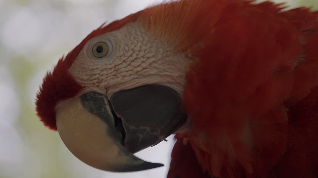 vista lateral de la cabeza de un loro guacamayo escarlata en el zoológico - cerrar
