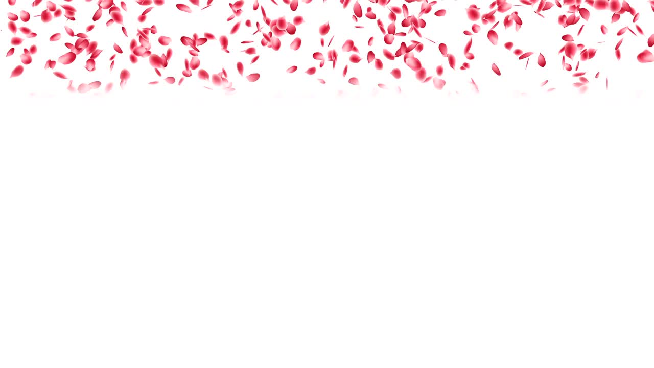 장미 꽃잎이 떨어집니다.