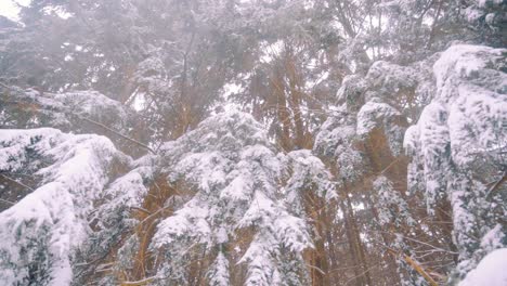 Snow-Covered-Tree-Branches-in-Wind,-Wide-Angle-View-in-Bright-Winter-Day