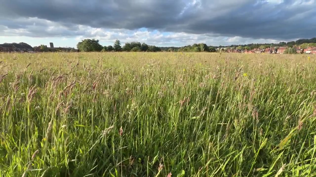 Åker med rødkløvergress som svaier i vinden på den britiske landsbygda