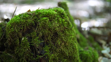 parte de musgo en el bosque