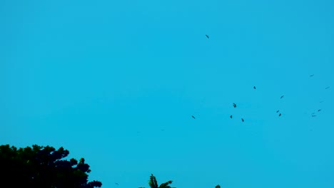 distant flock of migratory birds flight circling in formation above exotic palm trees