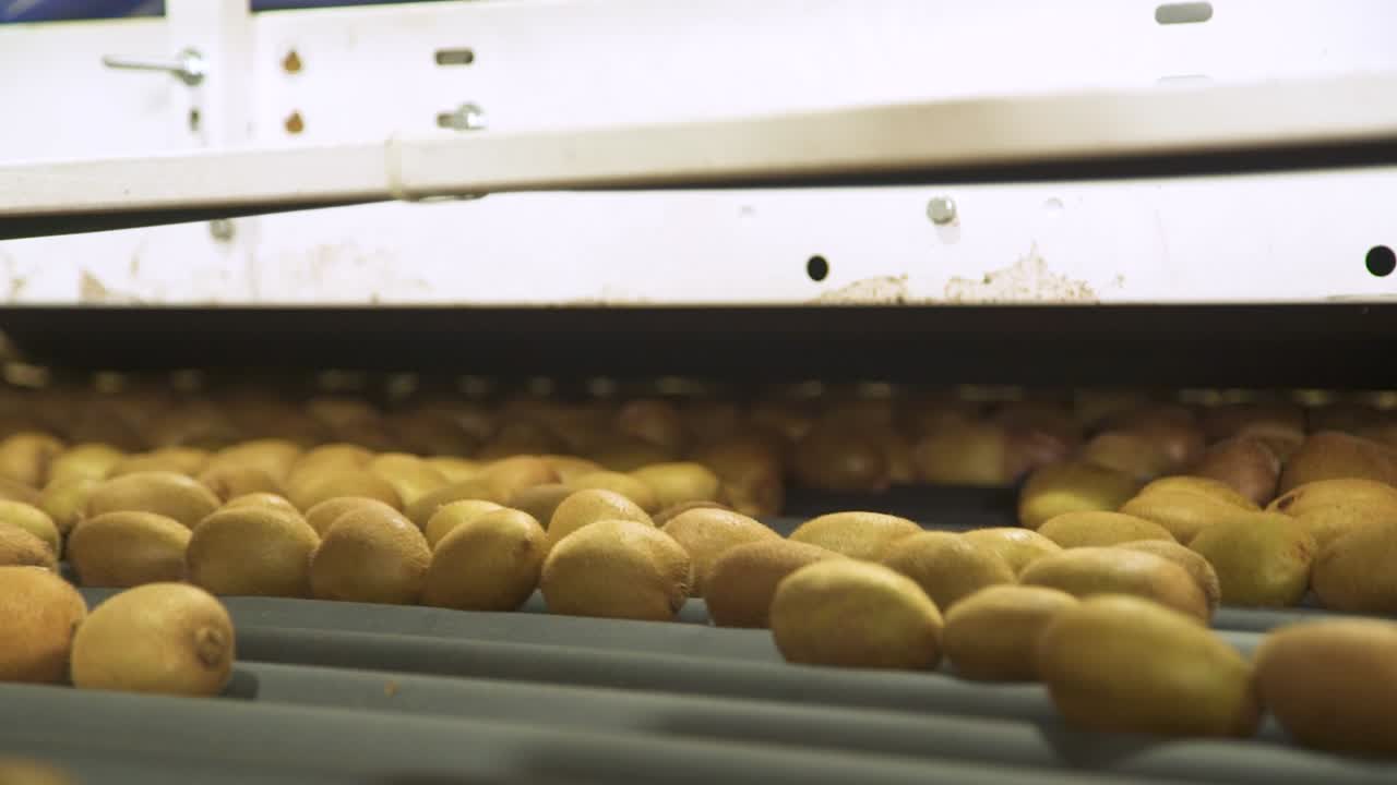 Kiwi Fruit Processing on Conveyor Belt in Factory