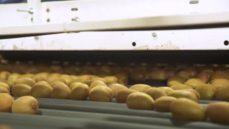 kiwi fruit processing on conveyor belt in factory