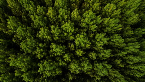 aerial birdseye flying forward over pine tree forest