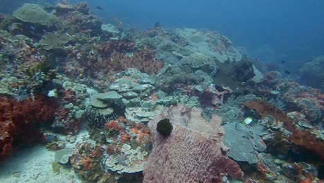 a la deriva sobre un colorido arrecife de coral duro con una variedad de peces de arrecife