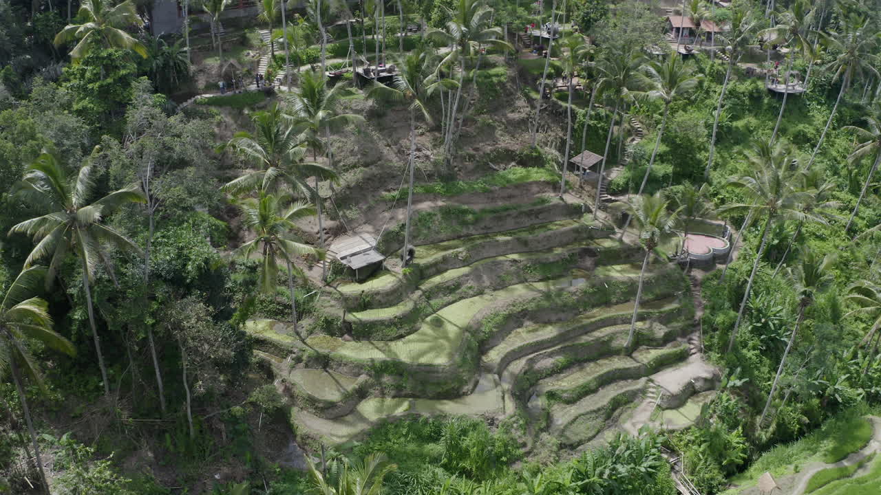 Slow pivot around rice terrace scenic spot with long palm trees and tourist viewpoints on a sunny day. Tegallalang, Bali, Indonesia. Aerial shot.