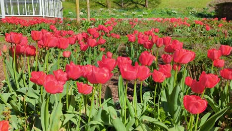 los tulipanes rojos soplan en el viento